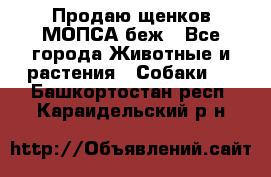 Продаю щенков МОПСА беж - Все города Животные и растения » Собаки   . Башкортостан респ.,Караидельский р-н